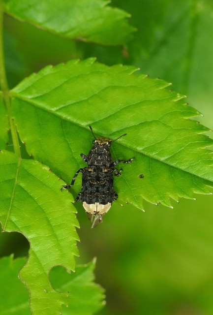 Platyrhinus resinosus - nagy orrosbogár