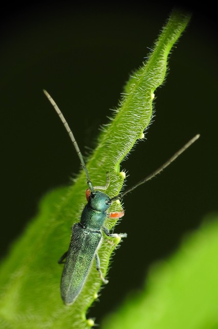 Phytoecia caerulea - fémzöld fűcincér