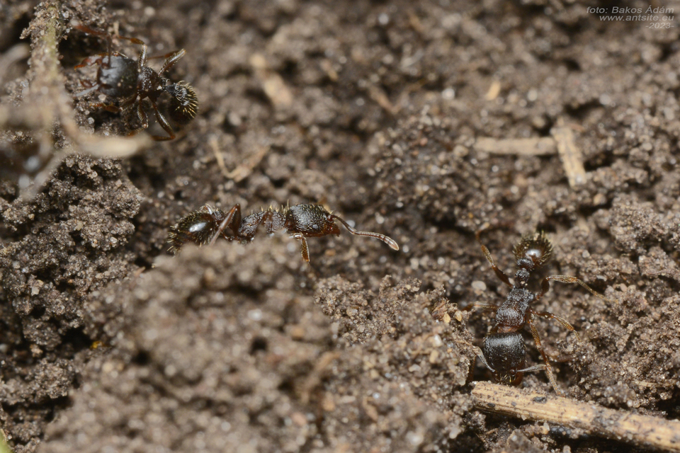 Tetramorium moravicum - morva gyepihangya