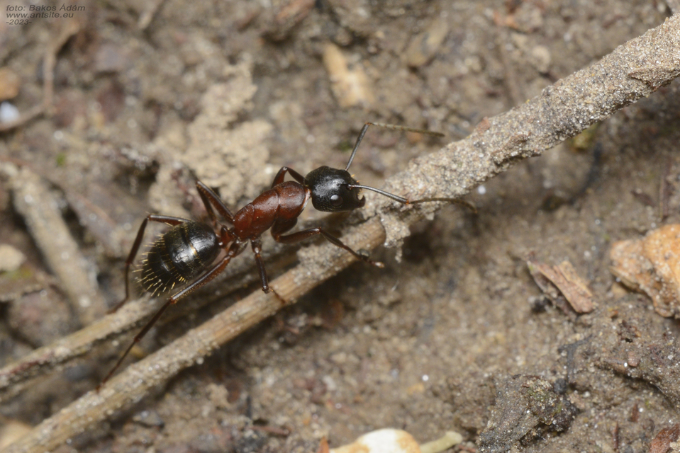 Camponotus ligniperda - faodvasító lóhangya