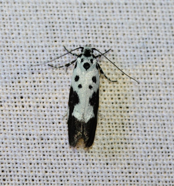 Ethmia quadrillella - gyászos feketemoly