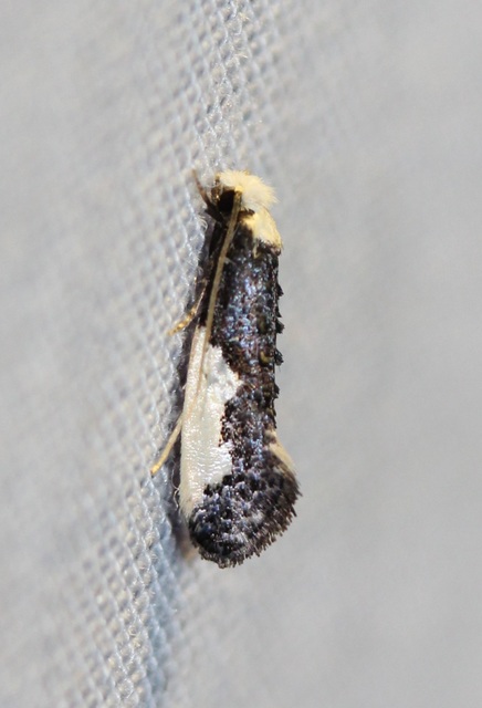 Monopis monachella - apácamoly
