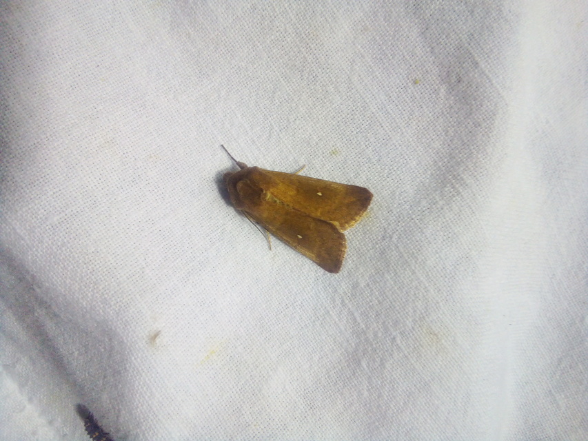 Mythimna albipuncta - fehérpettyes rétibagoly
