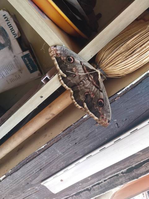 Saturnia pyri - nagy pávaszem