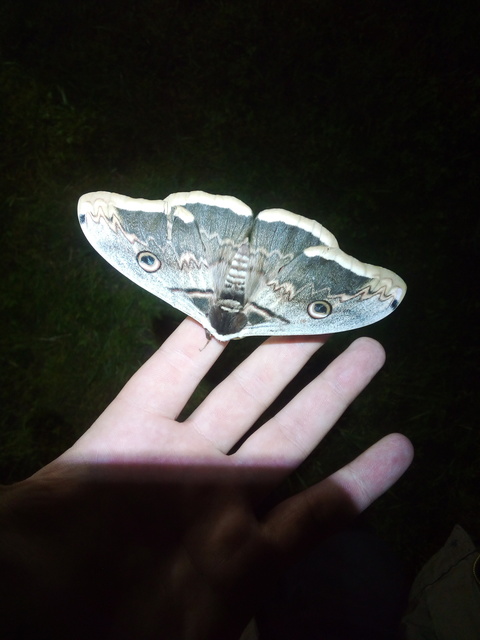 Saturnia pyri - nagy pávaszem