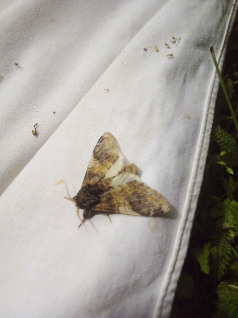 Notodonta tritophus - tarajos púposszövő