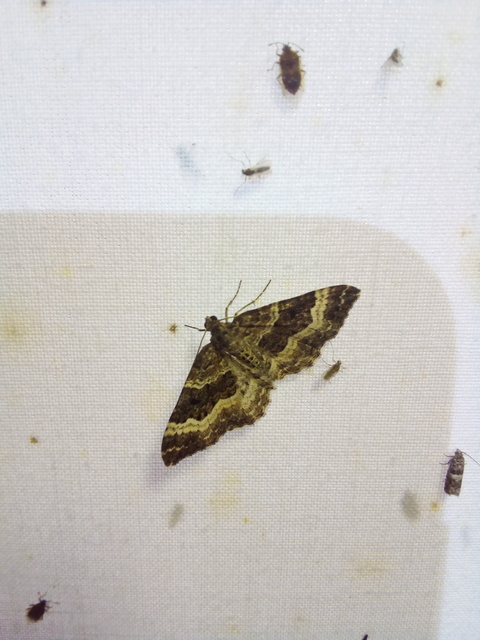 Epirrhoe alternata - galaj-tarkaaraszoló