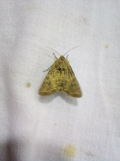 Hadula trifolii - lóherebagoly
