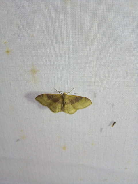 Idaea degeneraria - barnasávos araszoló