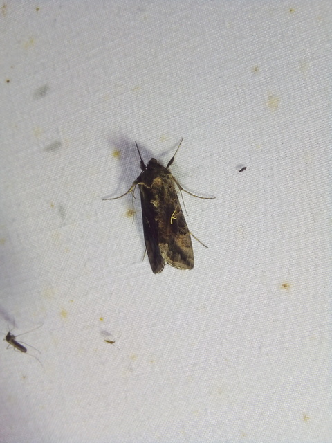 Autographa gamma - gammalepke