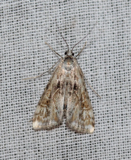 Cataclysta lemnata - békalencsemoly