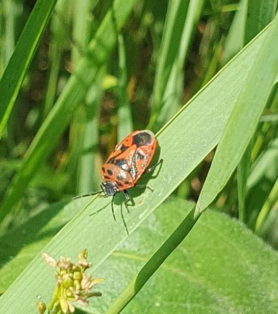 Eurydema ornata - díszespoloska