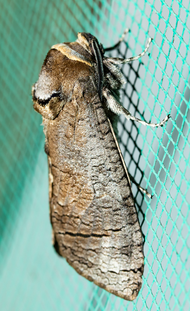 Cossus cossus - fűzfarontólepke