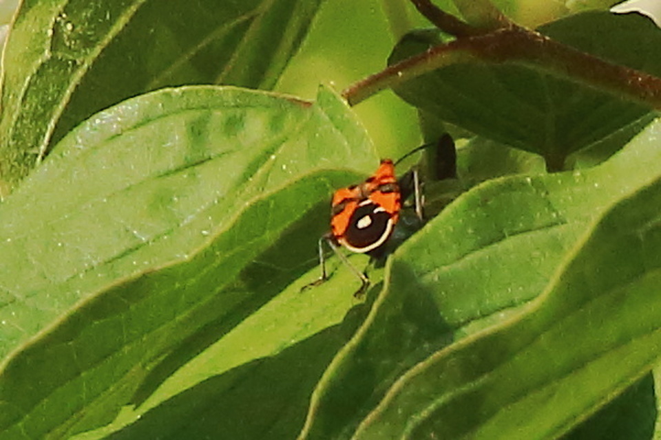 Lygaeus equestris/simulans