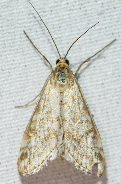Evergestis frumentalis - tavaszi dudvamoly