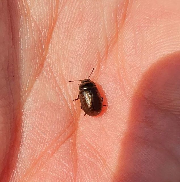Chrysolina marginata - nyúlánk szegélyeslevelész