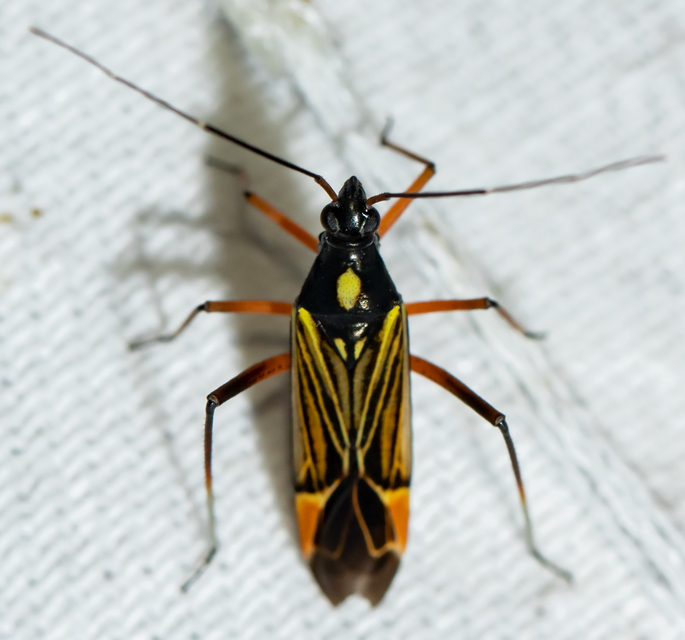 Miris striatus - sávos mezeipoloska