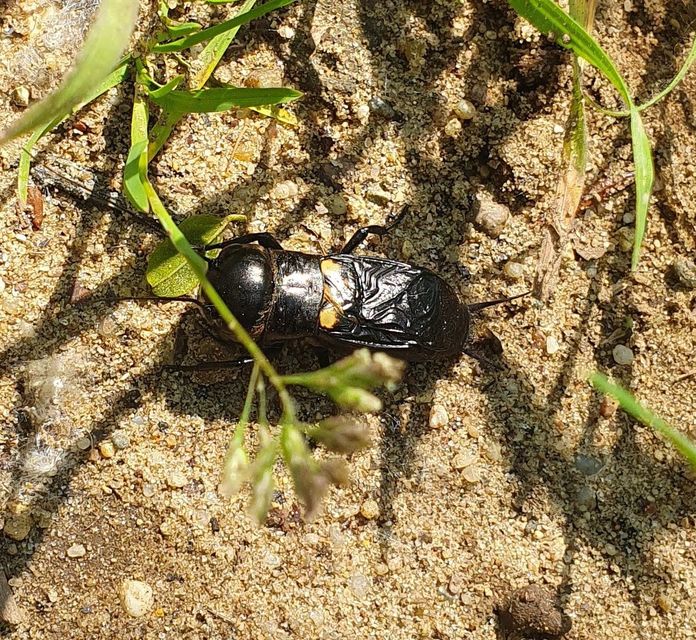 Gryllus campestris - mezei tücsök