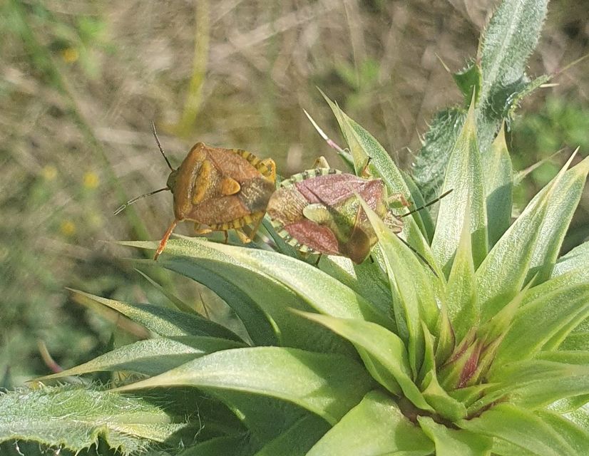 Carpocoris