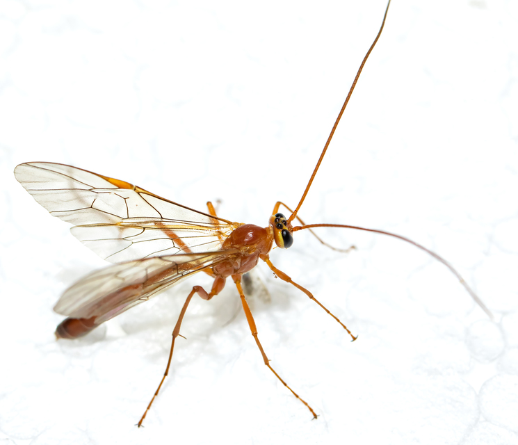 Ophion minutus