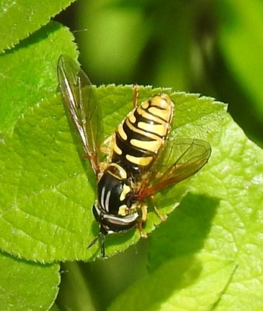 Chrysotoxum