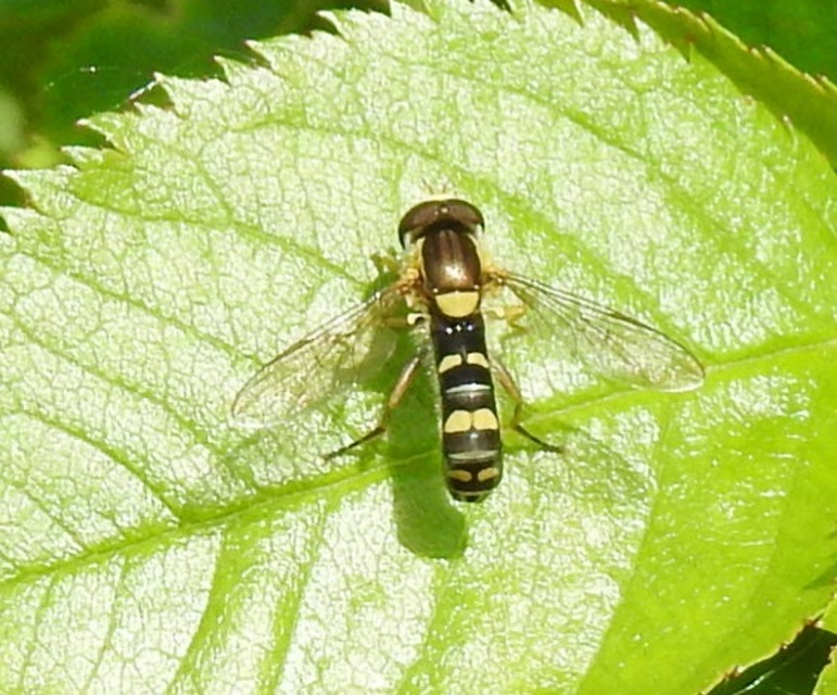 Sphaerophoria