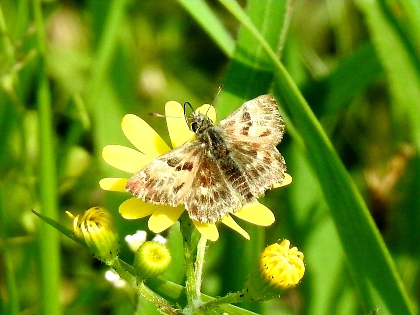 Carcharodus floccifera - pemetefű-busalepke