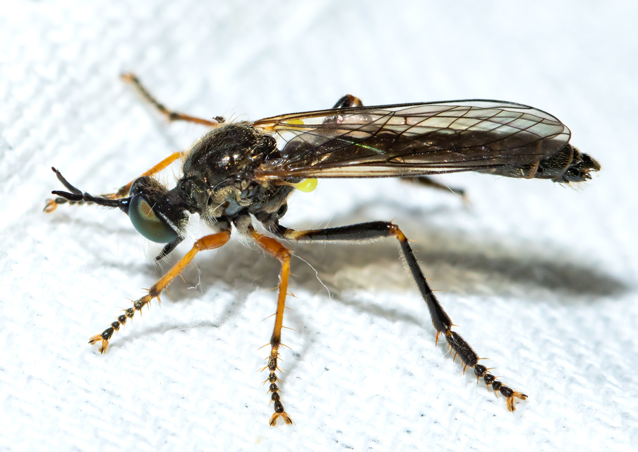 Dioctria rufipes