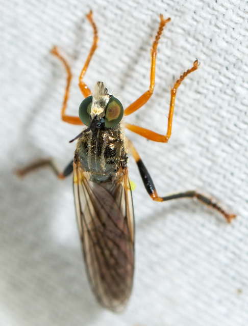 Dioctria rufipes