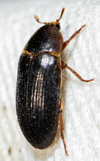 Dermestes bicolor - fészeklakó porva Dermestes bicolor - fészeklakó porva
