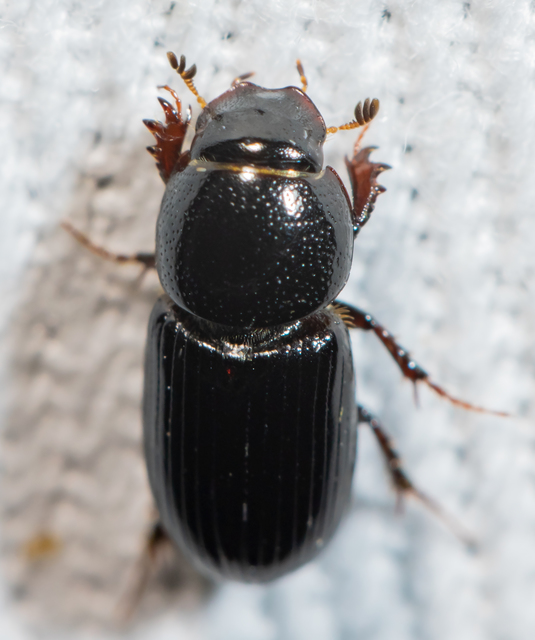 Aphodius varians - változékony trágyabogár