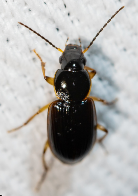 Stenolophus mixtus - közönséges turzásfutó