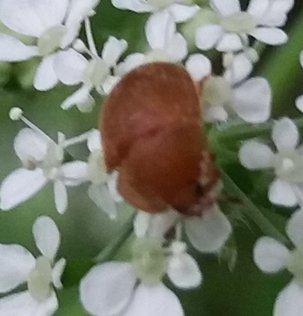 Cychramus luteus - sárga fénybogár Cychramus luteus - sárga fénybogár
