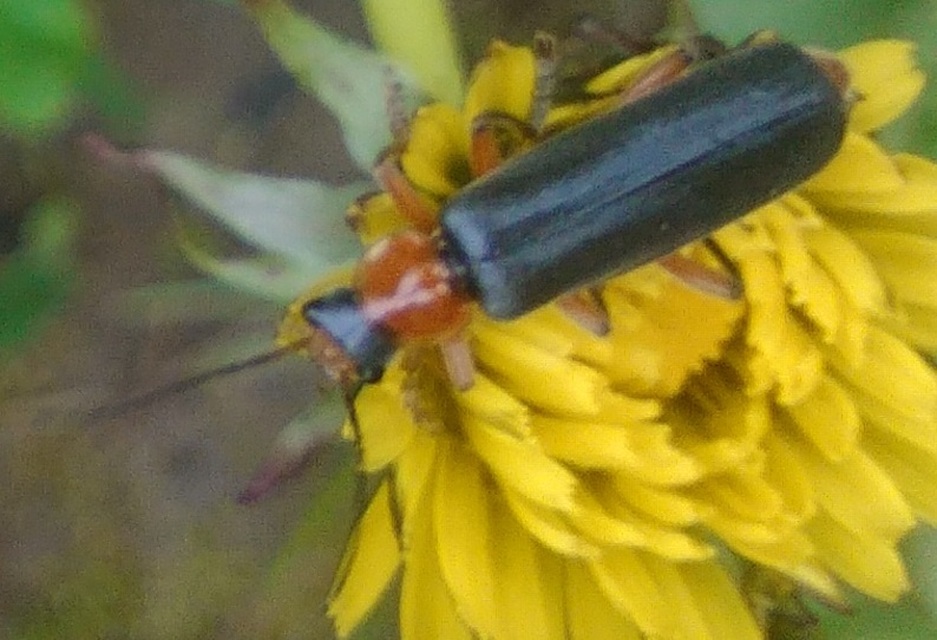 Cantharis pellucida - ligeti lágybogár