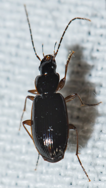 Badister dilatatus - fekete posványfutonc