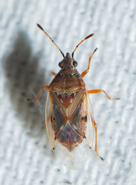 Kleidocerys resedae - nyírbodobács