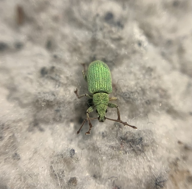 Phyllobius virideaeris - halványzöld levélormányos