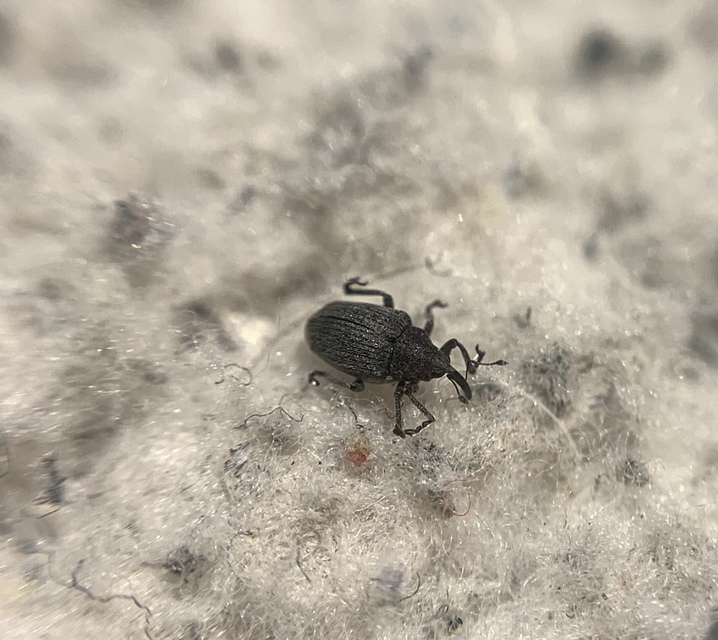 Ceutorhynchus sophiae - sebforrasztófű-ceutormányos