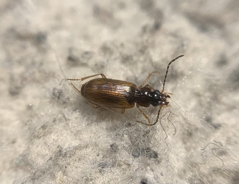 Anthracus consputus - nyerges kisdedfutó
