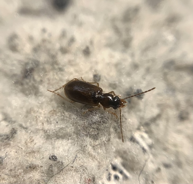 Anthracus longicornis - karcsú kisdedfutó