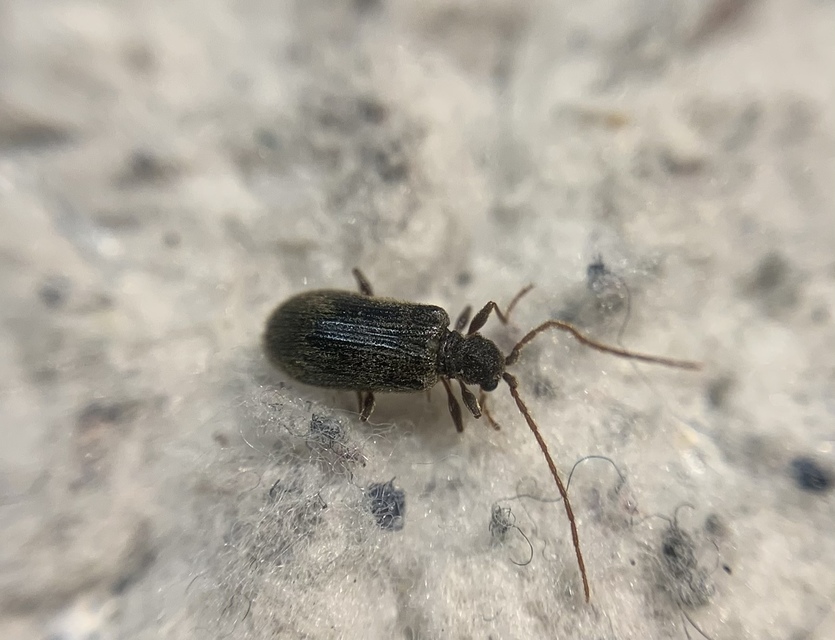 Ptinus rufipes - vöröslábú tolvajbogár