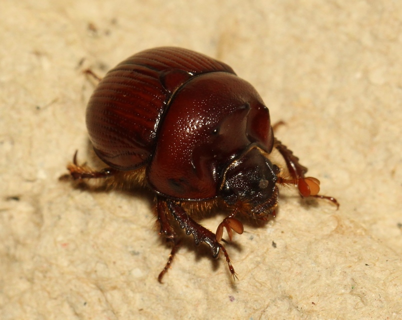 Bolbelasmus unicornis - szarvas álganéjtúró