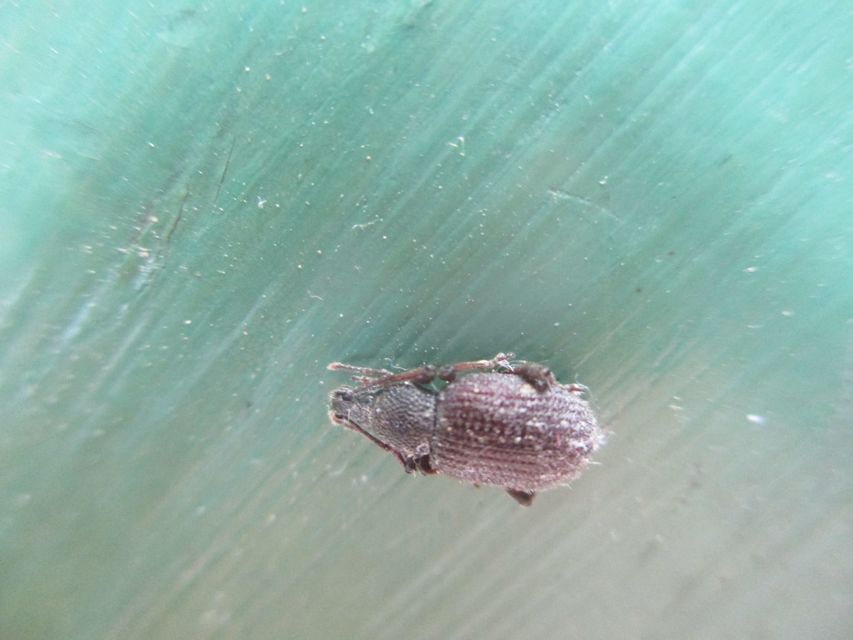 Otiorhynchus rugosostriatus - szamóca-gyalogormányos