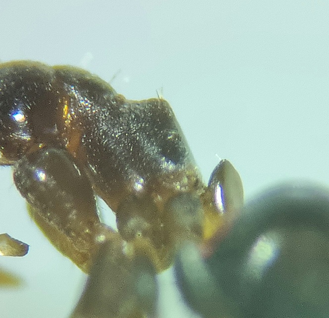Lasius alienus - kövi feketehangya