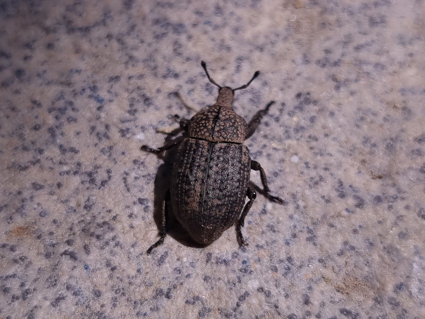 Minyops variolosus - nyugati bordásormányos