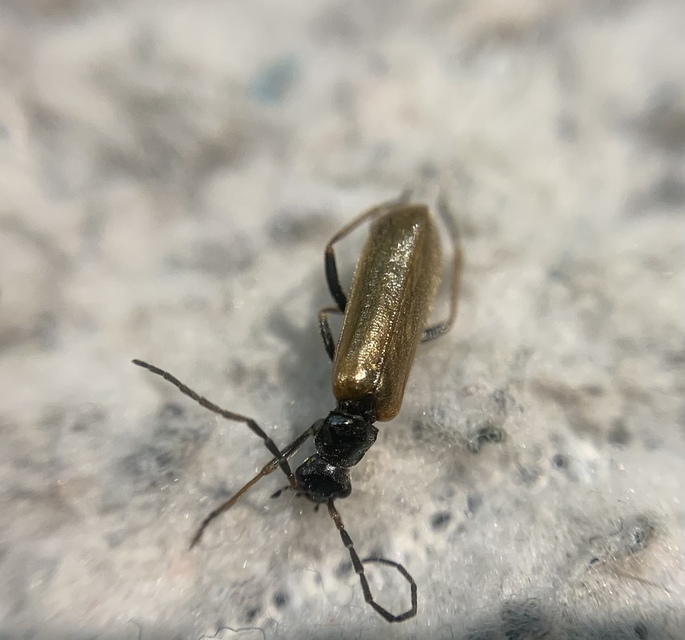 Rhagonycha nigripes