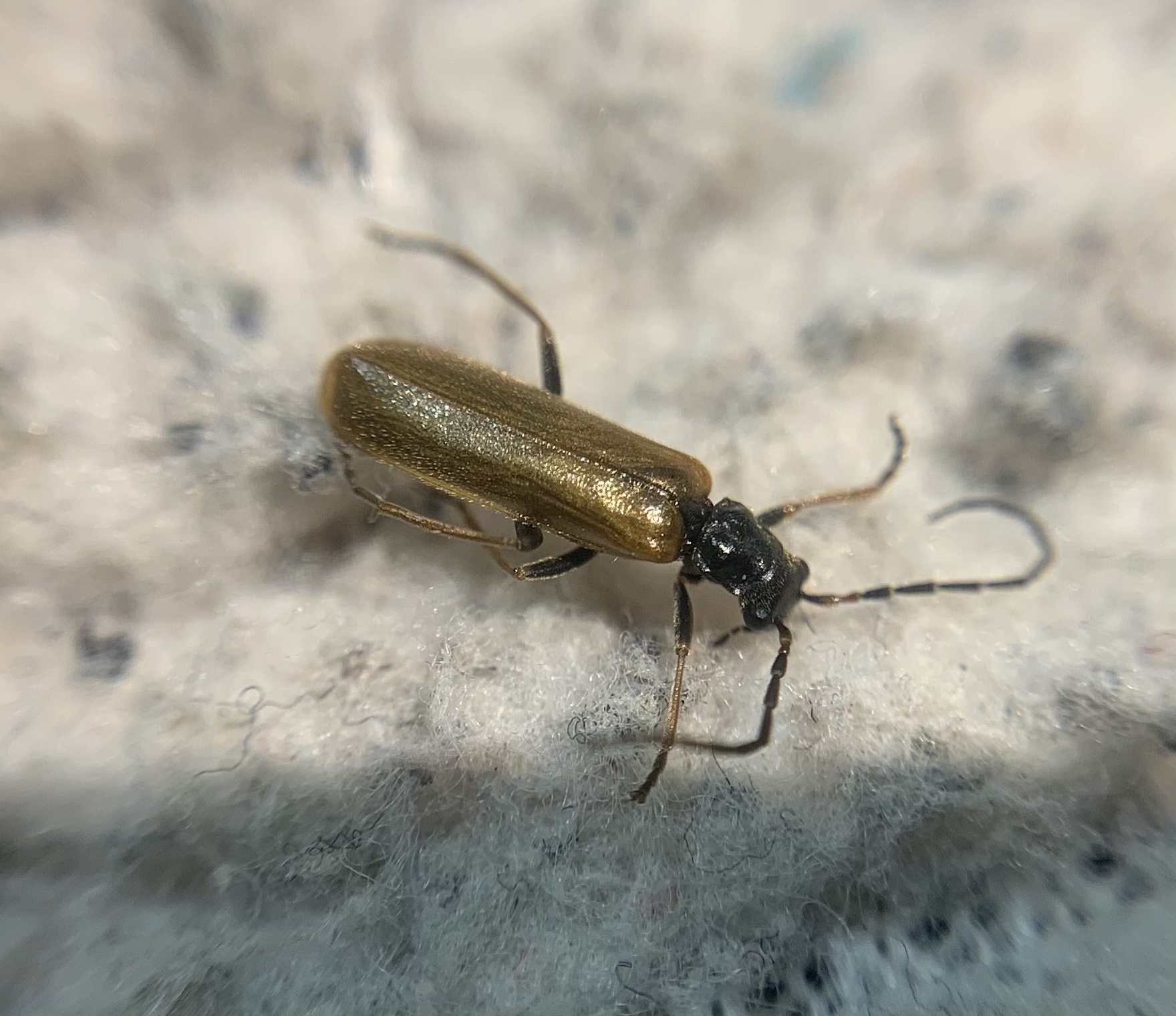 Rhagonycha nigripes