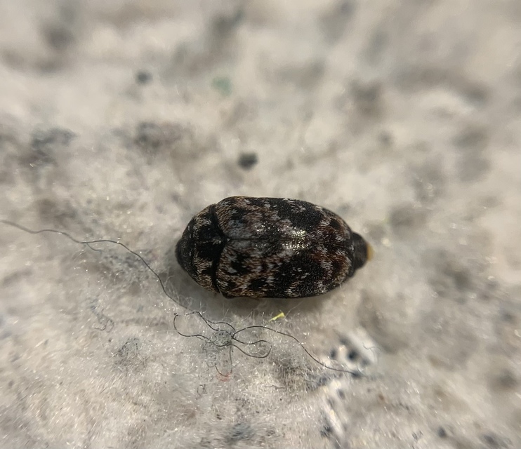 Trogoderma versicolor - tarka gabonaporva