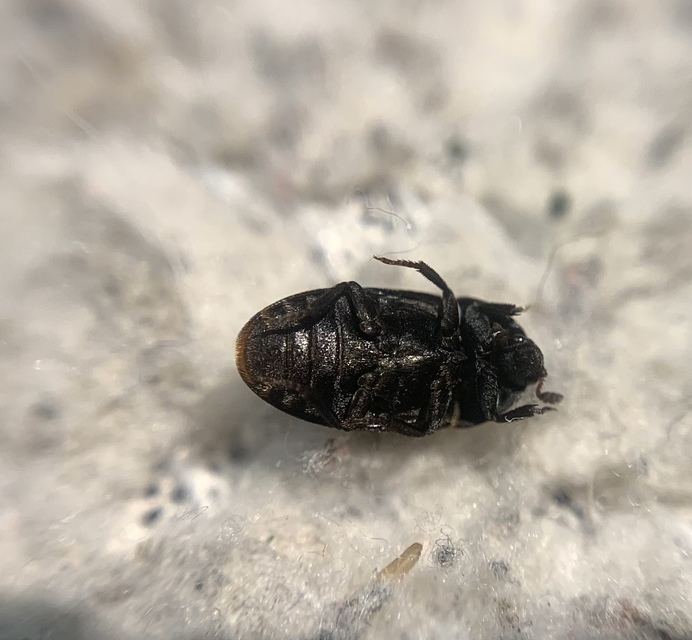 Dermestes olivieri - rőtszőrű porva Dermestes olivieri - rőtszőrű porva