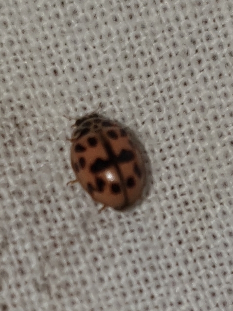 Oenopia conglobata - rózsás katica